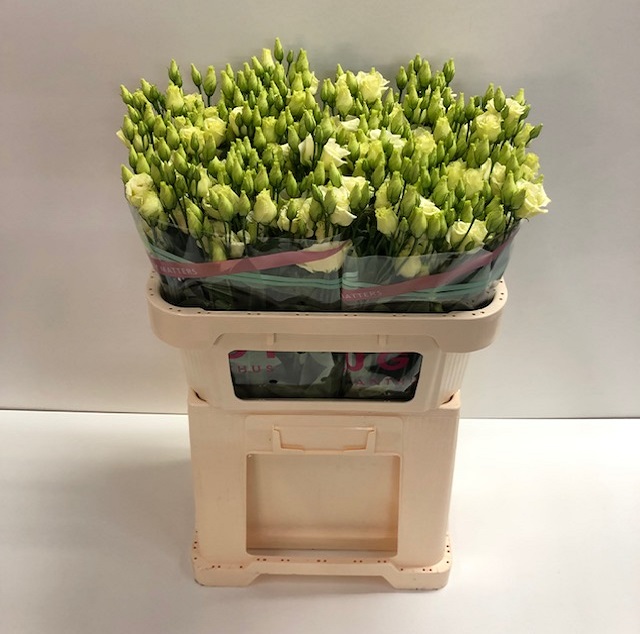 Lisianthus du rosita yellow.jpg
